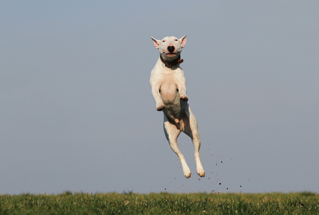 Home Security: How a Dog Can Help